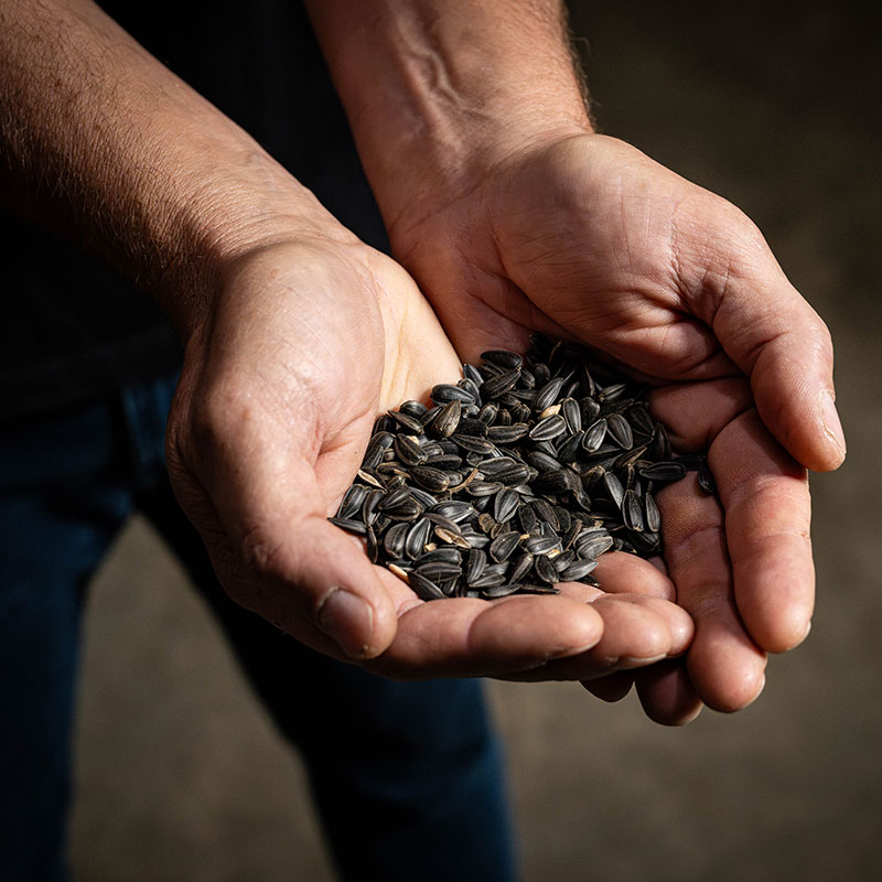 Sunflower Seeds